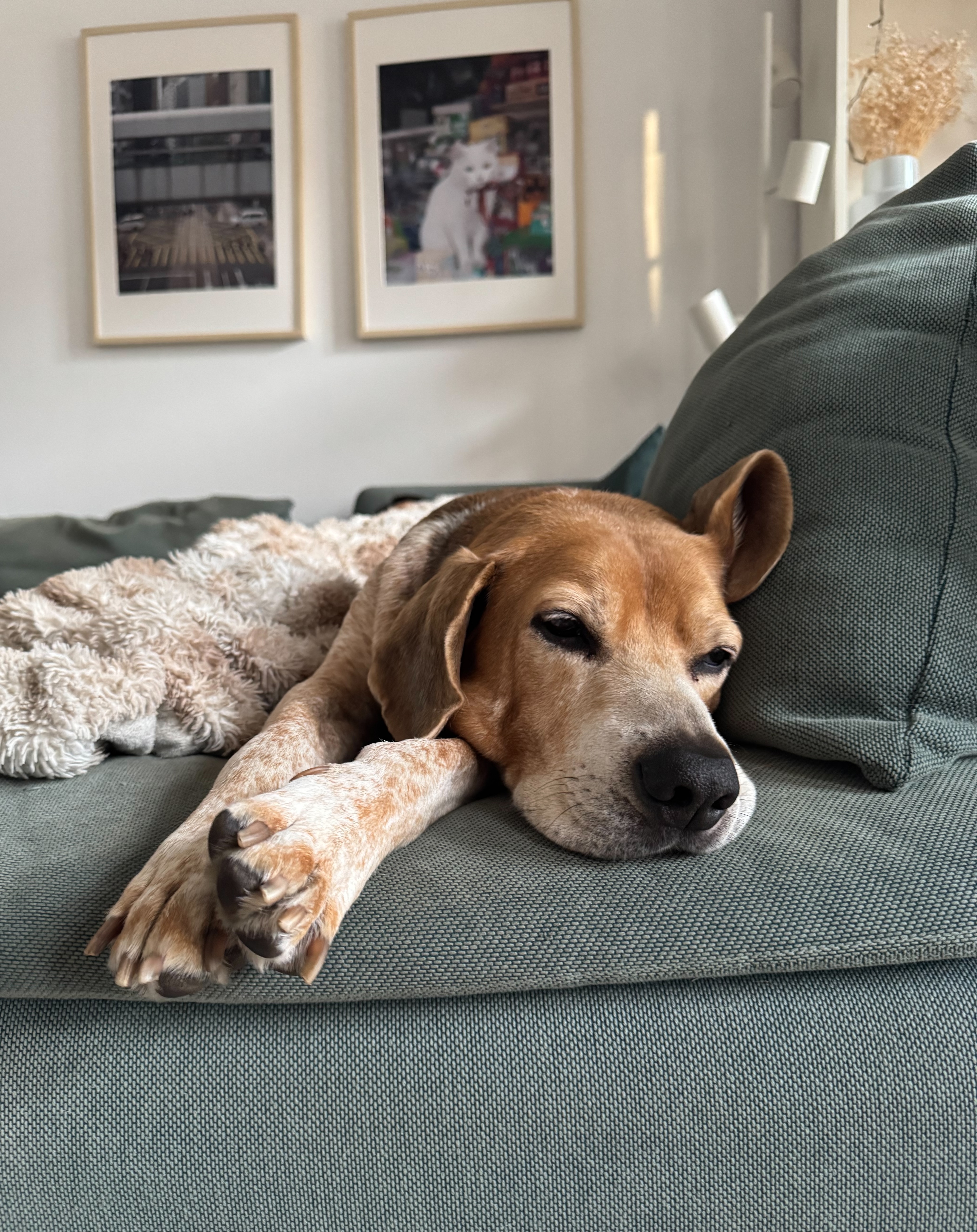 Sherlock looking distinguished